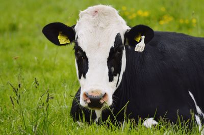 Close-up of cow sitting on grassy field