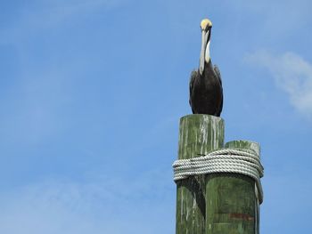 Low angle view of bird perching on wooden post against sky