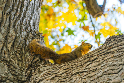 Squirrel on tree trunk