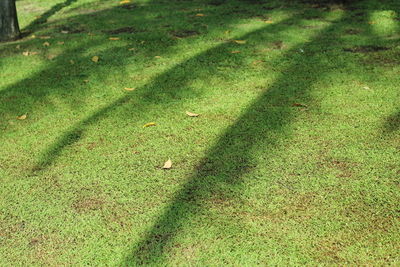 High angle view of shadow on grass