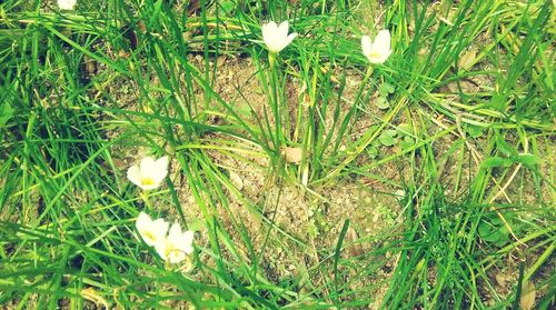 Plant growing on grassy field