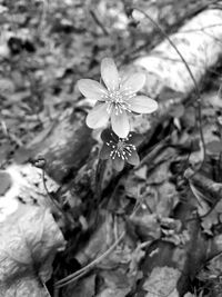 Close-up of flowering plant