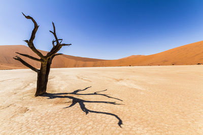 Bare tree in desert against clear sky
