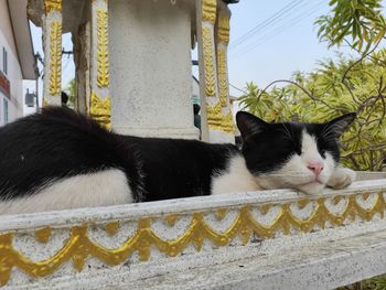 Cat resting on a wall