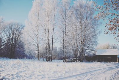 White trees on snow covered field against sky