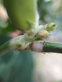 Close-up of flower buds growing outdoors