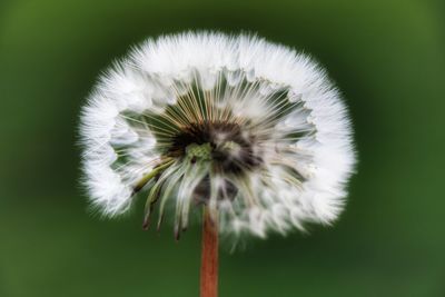 Close-up of dandelion flower