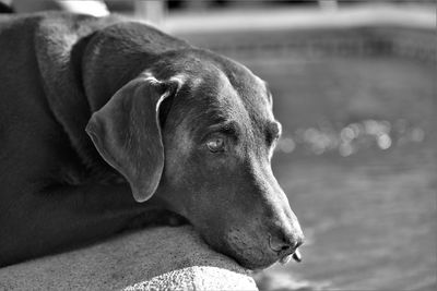 Close-up of dog looking away