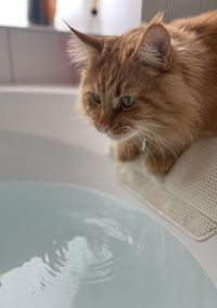 Close-up portrait of a cat