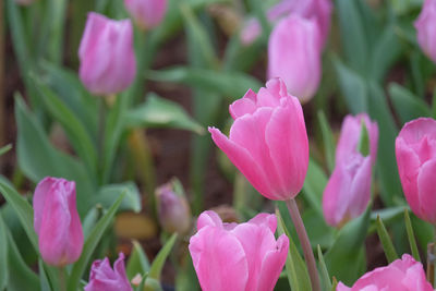 Close-up of pink flowering plants on field