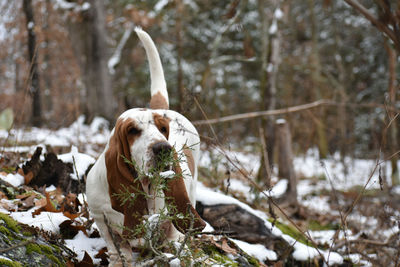 Close-up of a dog on snowy field