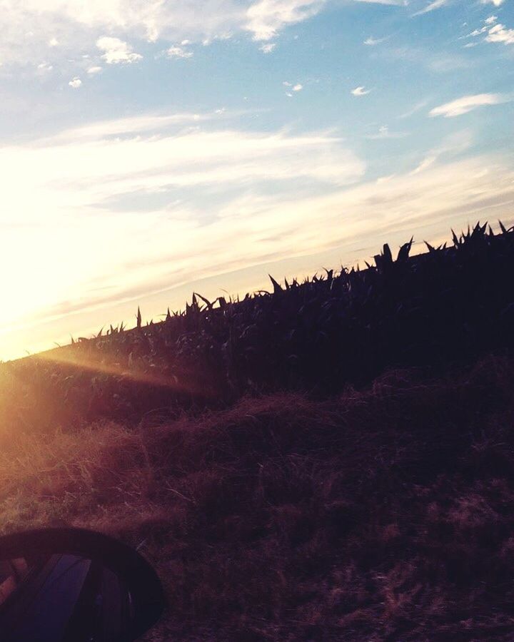 sky, field, sunset, landscape, nature, cloud - sky, tranquility, tranquil scene, beauty in nature, scenics, no people, growth, rural scene, outdoors, day, tree