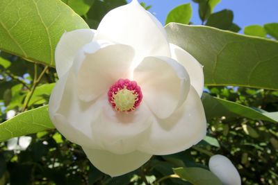 Close-up of pink flower