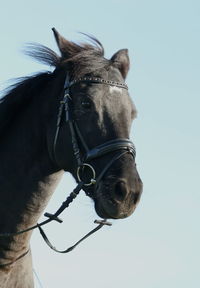 Horse standing against clear sky