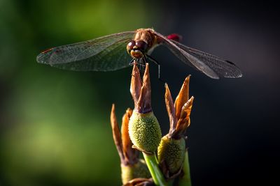 Close-up of a dragonfly on flower