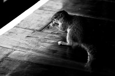 Cat sitting on wood