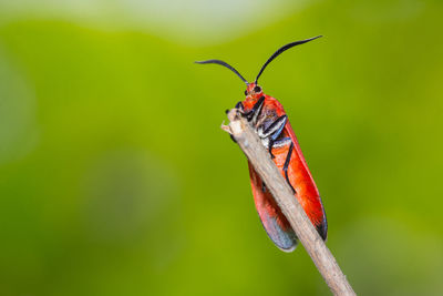 Close-up of butterfly perching on leaf