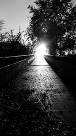 Sunlight streaming through trees in forest