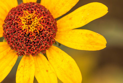 Close-up of fresh sunflower blooming outdoors