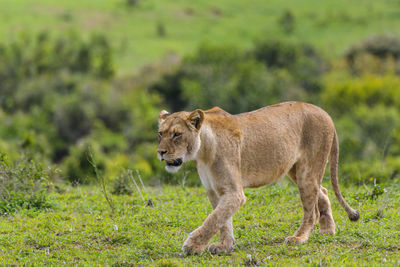 Full length of a cat on field