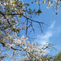 Low angle view of apple blossoms in spring