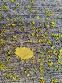 Full frame shot of cracked wall