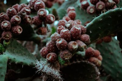 Close-up of tunas growing on nopal cactus plant