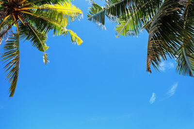 Low angle view of palm tree against blue sky