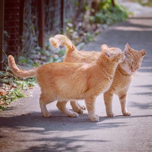 Full length of ginger cat