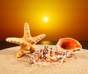 Close-up of crab on beach