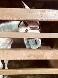 Close-up of horse