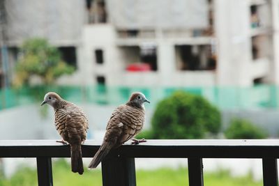 Close-up of sparrow perching on railing