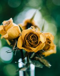 Close-up of rose plant