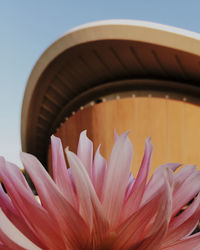Close-up of pink water lily