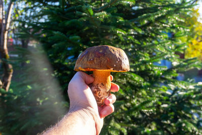 Close-up of hand holding mushroom