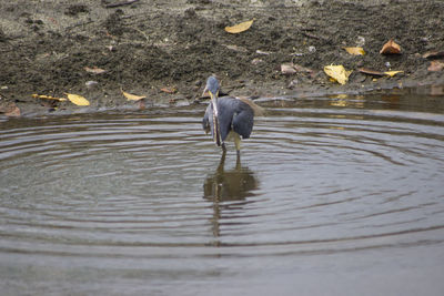 High angle view of bird in lake