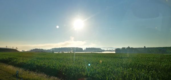 Scenic view of field against bright sun