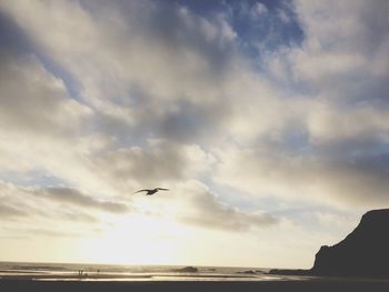 Bird flying over sea