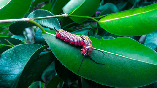 Close-up of insect on leaf