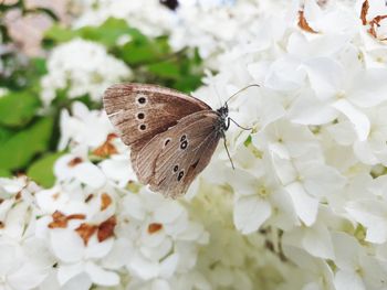 Close-up of butterfly pollinating on flower