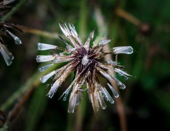 Close-up of wet spider web on plant