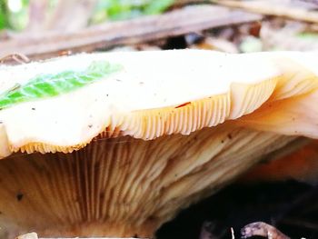 Close up of leaf