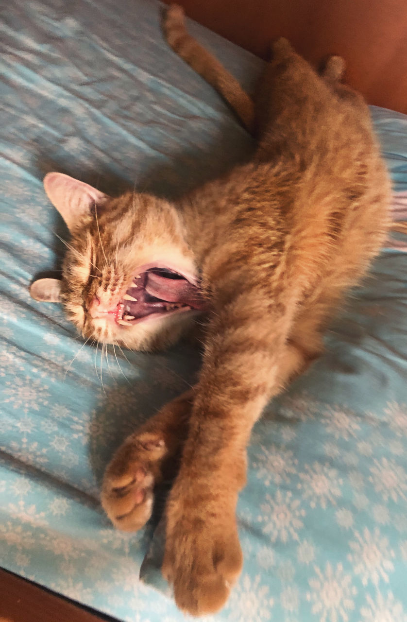 HIGH ANGLE VIEW OF CAT LYING DOWN ON FLOOR