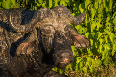 Portrait of cape buffalo relaxing in field