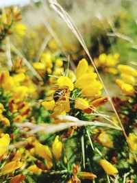 Close-up of bee pollinating on yellow flower