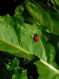 Close-up of ladybug on leaf