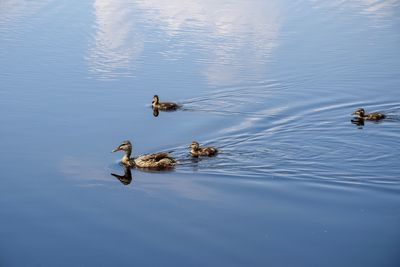 High angle view of ducks swimming in lake