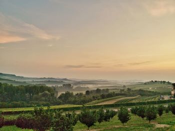 Scenic view of agricultural field against sky during sunset