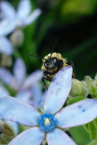 Close-up of bee pollinating on flower