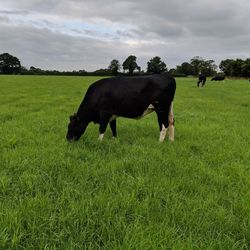 Horses in a field